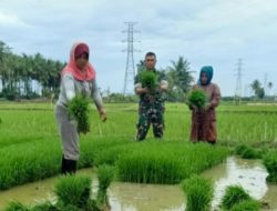 Babinsa Koramil 28 Kodim Aceh Utara Ikut Bantu Petani Tanam Bibit Padi.