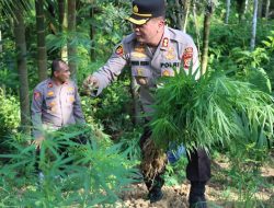 Polres Aceh Utara Amankan Seorang Pria Yang Diduga Penjaga Ladang Ganja.