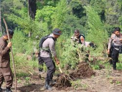 Personel Gabungan Musnahkan 40 Ha Ladang Ganja Di Nagan Raya.