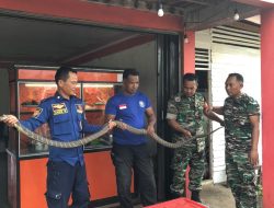 BPBD Aceh Besar Evakuasi Ular Cobra Diwarung Warga.
