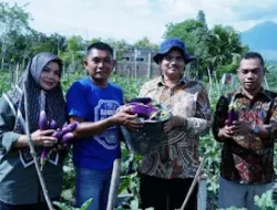 Dinas Pertanian Panen Terong Hasil Kelompok Binaan di Desa Seuneubok Aceh Besar.