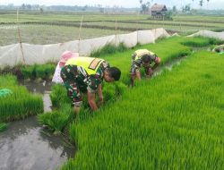 Pangdam IM Instruksikan Dandim Bantu Petani Dalam mendkung Program Ketahanan Pangan Nasional.