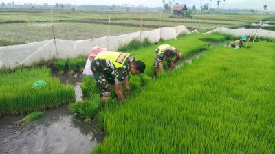 Pangdam IM Instruksikan Dandim Bantu Petani Dalam mendkung Program Ketahanan Pangan Nasional.