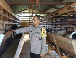 Kisah Bhabinkamtibmas Polsek Darul Kamal Memiliki Usaha Ternak Kambing Selama Delapan Tahun.