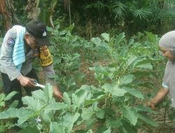 Bhabinkamtibmas Rantau Selamat Dukung program Asta Cita Presiden Prabowo tentang Ketahanan Pangan.