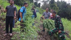 Kodam Iskandar Muda Musnahkan 3 Ha Ladang Ganja di Gayo Lues.