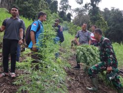 Kodam Iskandar Muda Musnahkan 3 Ha Ladang Ganja di Gayo Lues.