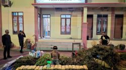 Polres Bireuen Berhasil Amankan Satu Pelaku dan BB Narkotika Jenis Ganja 154, 0016 Kg.