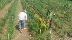 Kodam IM Perkuat Ketahanan Pangan Lewat Pendampingan Babinsa kepada Petani.