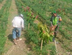 Kodam IM Perkuat Ketahanan Pangan Lewat Pendampingan Babinsa kepada Petani.