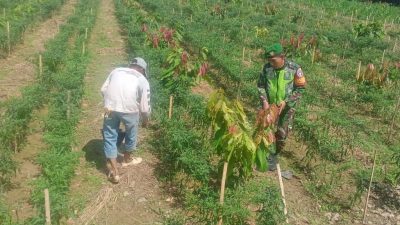 Kodam IM Perkuat Ketahanan Pangan Lewat Pendampingan Babinsa kepada Petani.