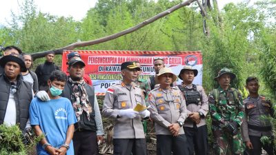 Polres Aceh Besar Lakukan Pemusnahan Ladang Ganja Di Panca Kubu Lembah Seulawah, 1 Orang Di Tangkap.