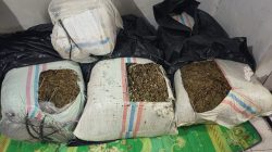 Polda Aceh Amankan 50 Kg Ganja dan Satu Terduga Pelaku di Bireuen.