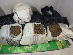 Polda Aceh Amankan 50 Kg Ganja dan Satu Terduga Pelaku di Bireuen.