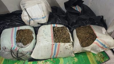 Polda Aceh Amankan 50 Kg Ganja dan Satu Terduga Pelaku di Bireuen.