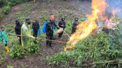 Personel Kodim 0101/KBA Musnahkan 2,5 Ha Ladang ganja di  Aceh Besar. 