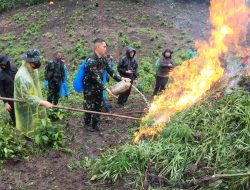 Personel Kodim 0101/KBA Musnahkan 2,5 Ha Ladang ganja di  Aceh Besar. 