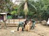 TMMD 129 Kodim 0102/Pidie Hadirkan Ketahanan Pangan, Bangun Kandang Ayam, Kolam Lele dan Kebun Sayur. 