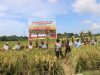 Panen Raya di Aceh Barat Sejalan dengan Misi Pemerintah Aceh. 