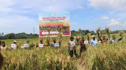 Panen Raya di Aceh Barat Sejalan dengan Misi Pemerintah Aceh. 