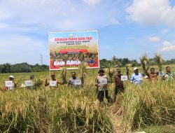Panen Raya di Aceh Barat Sejalan dengan Misi Pemerintah Aceh. 